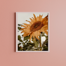 Load image into Gallery viewer, SET Of 3 Wall Art Sunflower Retro Photographs
