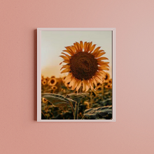 Load image into Gallery viewer, SET Of 3 Wall Art Sunflower Retro Photographs
